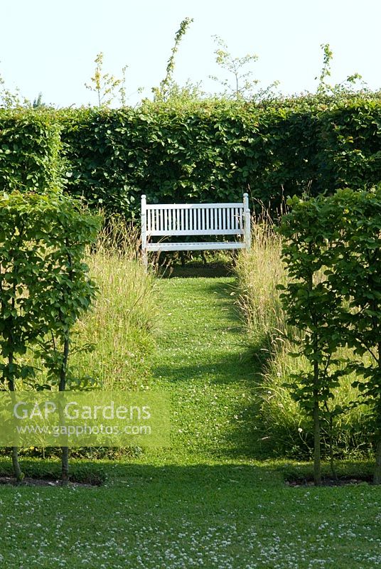Carpinus betulus - Young hornbeam hedge,  mown grass path through meadow, leading to white bench at Heveningham, Suffolk