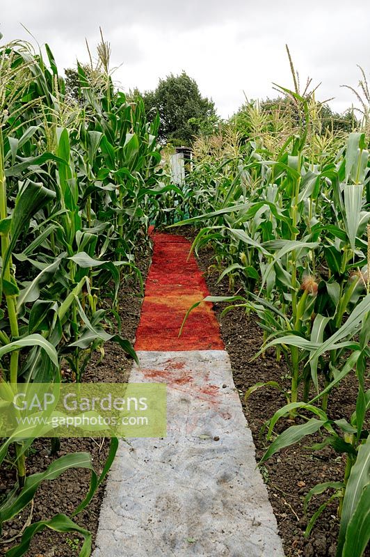 Red and white carpet path between Zea mays - Maize crop on allotment