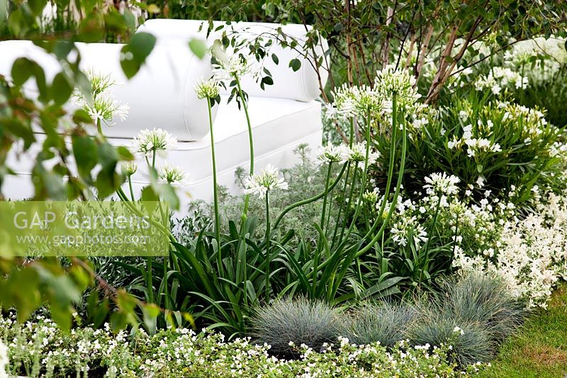 Agapanthus praecox 'albiflorus' in white border - 'The Living Room', Silver medal winner, RHS Hampton Court Flower Show 2010 
 