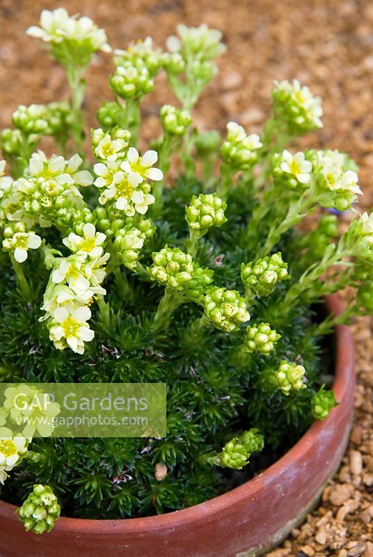 Saxifraga x apiculata 'Gregor Mendel' AGM - Alpine House, RHS Garden Rosemoor