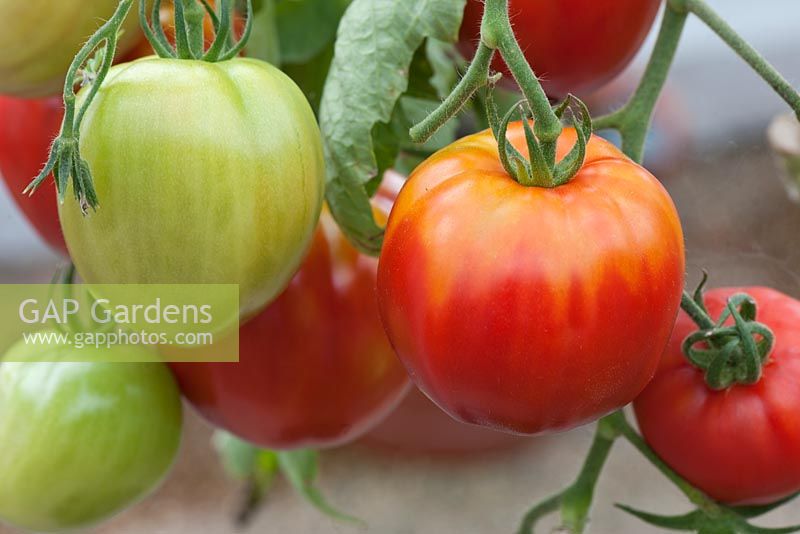 Tomatoes 'Fleurette'