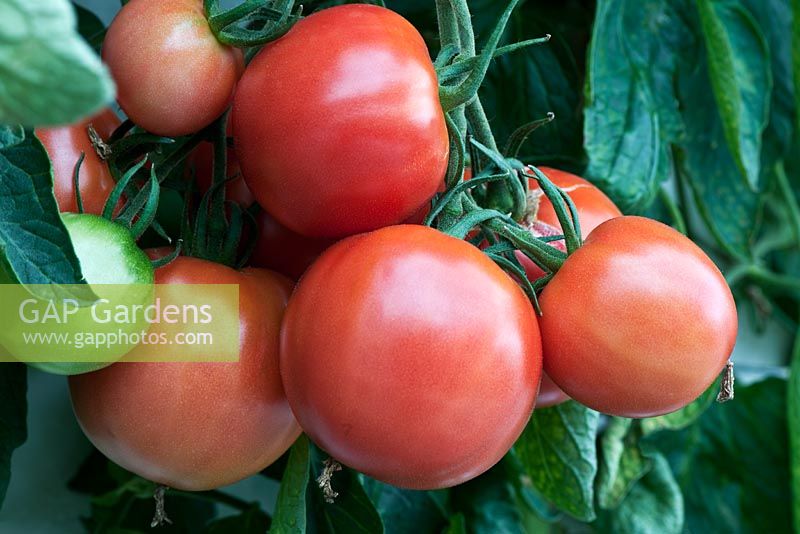 Tomatoes 'Pink Accordion'