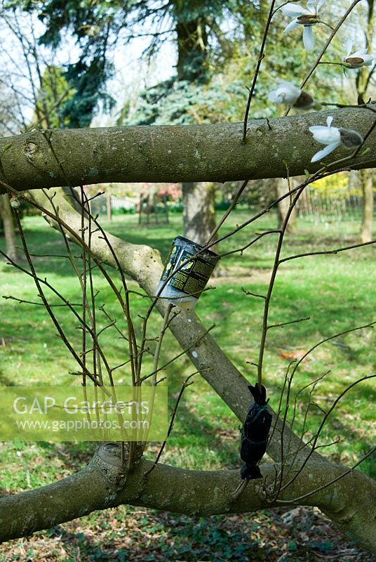 Air layering method of propagation on Magnolia x proctoriana - Sir Harold Hillier Gardens / Hampshire County Council
