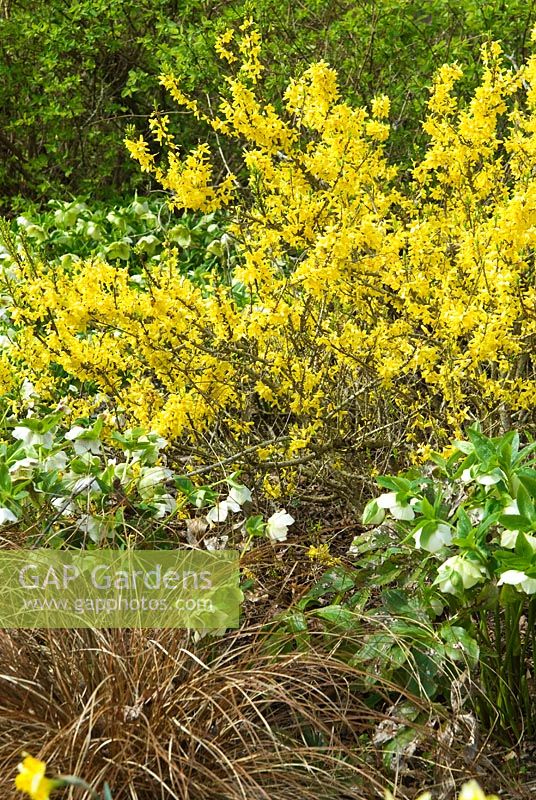 Forsythia 'Maree d'Or' syn 'Courtasol', AGM, with Helleborus and Carex tenuiculmis in the Winter Garden. Sir Harold Hillier Gardens/Hampshire County Council, Romsey, Hants, UK