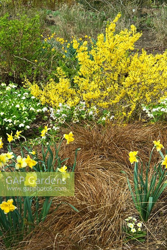 Forsythia Maree d'Or = 'Courtasol', AGM, with Helleborus, Narcissus and Carex tenuiculmis in the Winter Garden. Sir Harold Hillier Gardens / Hampshire County Council, Romsey, Hants, UK