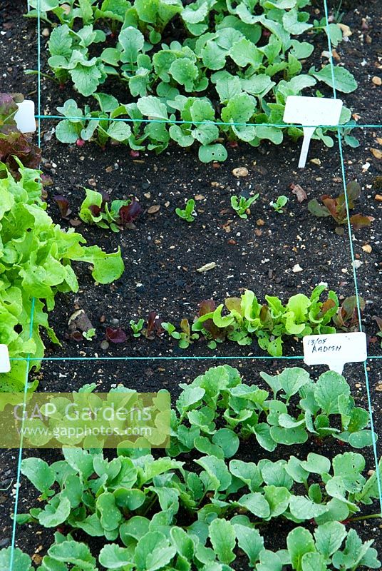 Square foot salad plots in the kitchen garden demonstrating how a variety of edible plants can be grown in the smallest garden. Each bed is divided into 18 sections. Hoops support mesh netting to keep off insect pests while letting light and water through. Edmondsham House, Cranborne, Wimborne Minster, Dorset, UK