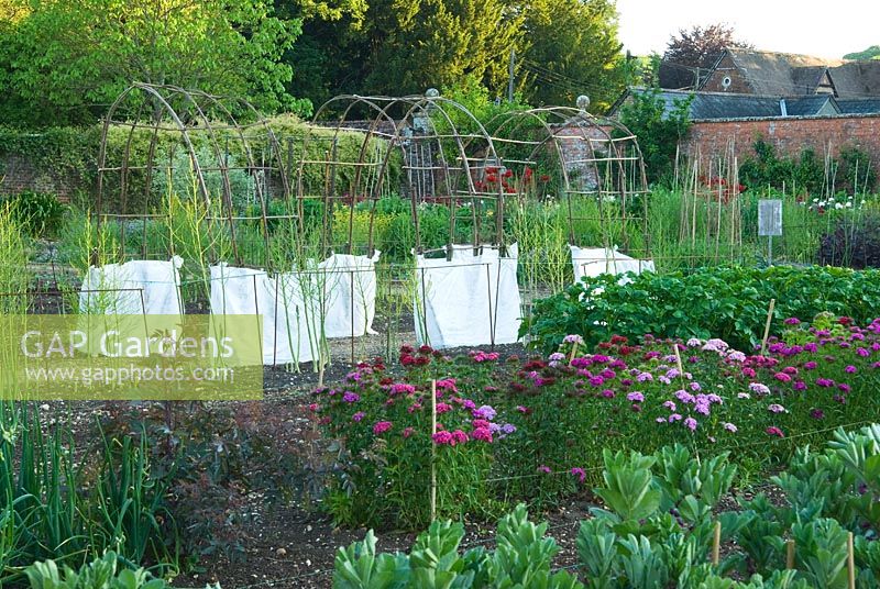 Walled kitchen garden with rows of Broad beans, Potatoes, Dianthus - Sweet Williams, Asparagus and a Corylus - Hazel archway for Runner Beans. Edmondsham House, Cranborne, Wimborne Minster, Dorset, UK