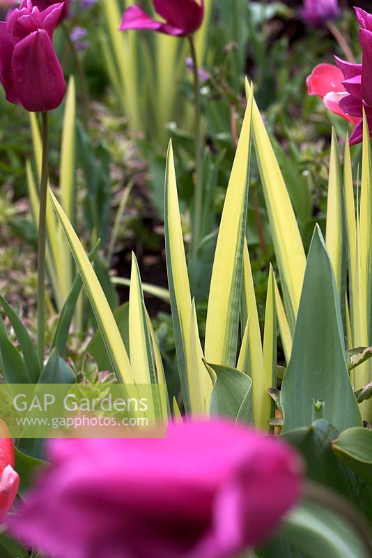 Iris pseudacorus 'Variegata' foliage and pink Tulipa - Tulips