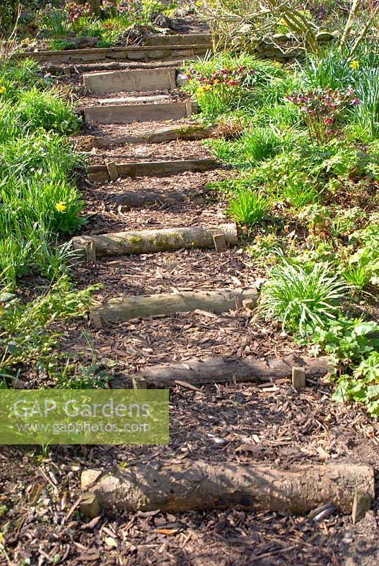 Steps, made from logs and bark chippings, leading through copse in Spring at Summerdale House, Cumbria NGS
