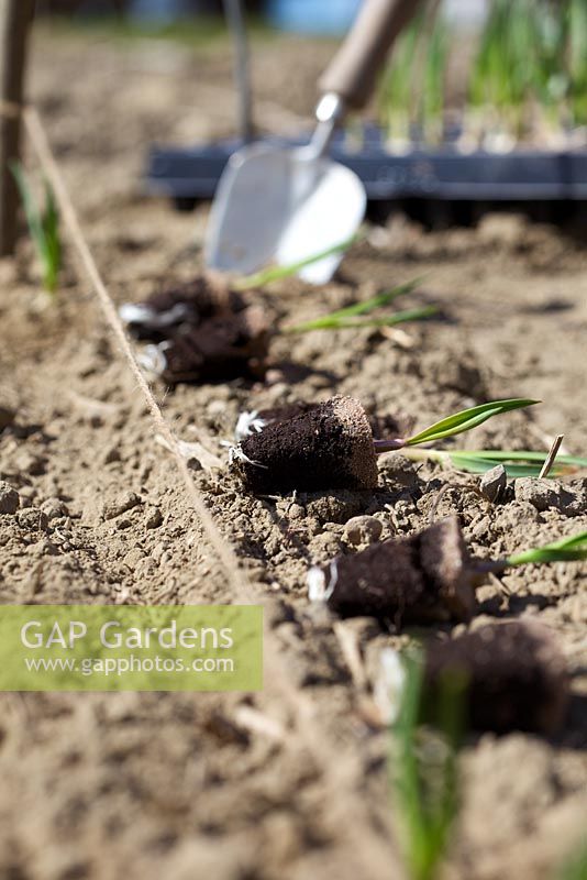 Planting pot grown Allium sativum - Garlic plants. 