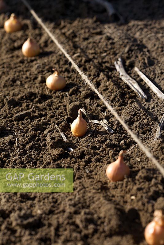 Planting Allium - Onion sets in a row
