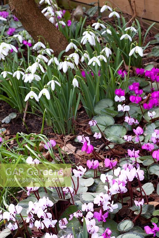 Galanthus nivalis and Cyclamen coum

