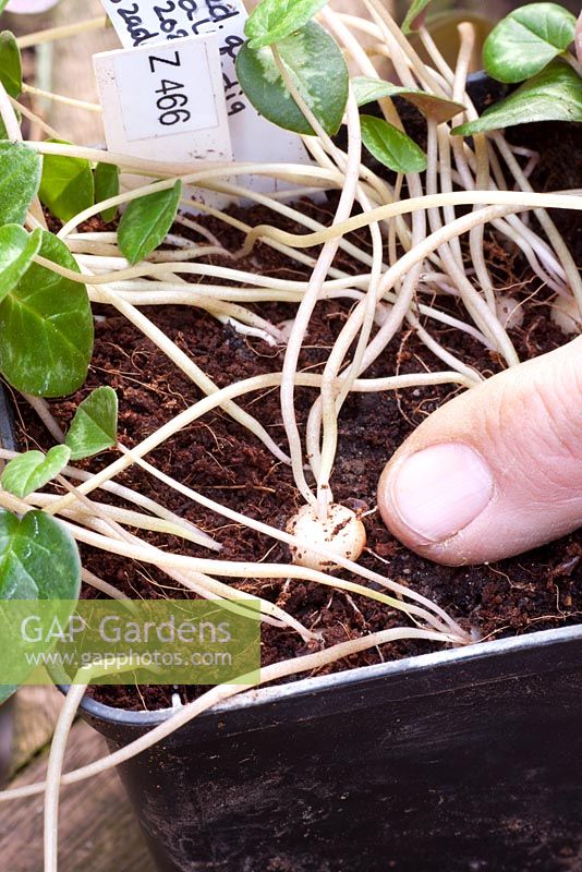 The tuber of a young Cyclamen coum