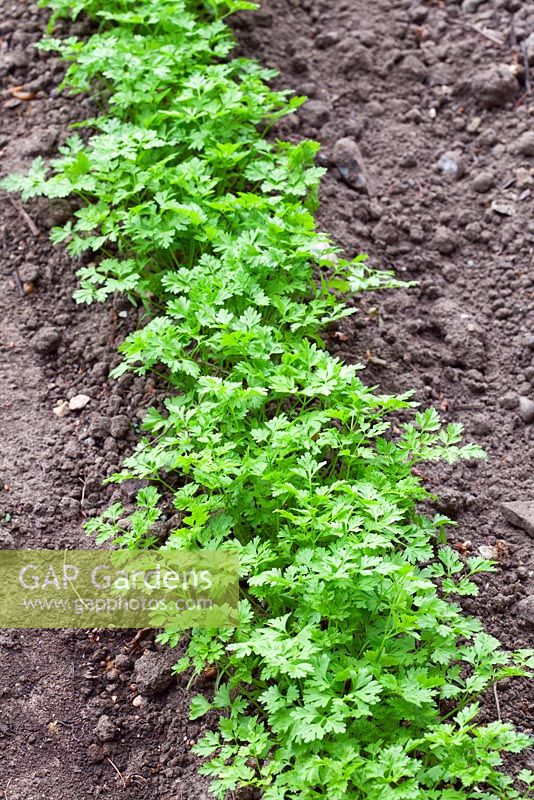 Row of Anthriscus - Chervil seedlings