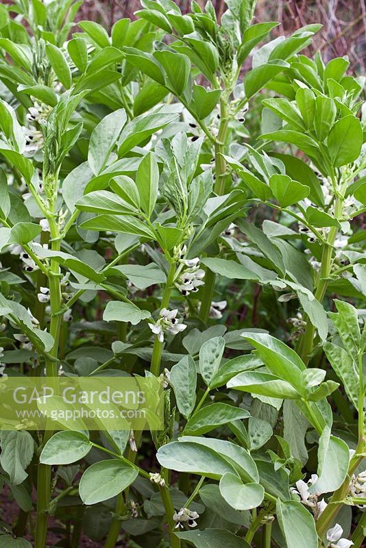 Row of Vicia faba - Broad Beans in flower