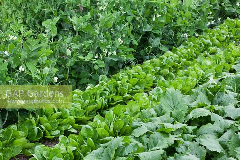 Rows of Pisum sativum - Peas  'Waverex', Spinacia oleracea - Spinach 'Toscana' and Brassica rapa - Turnip 'Tokyo Cross'