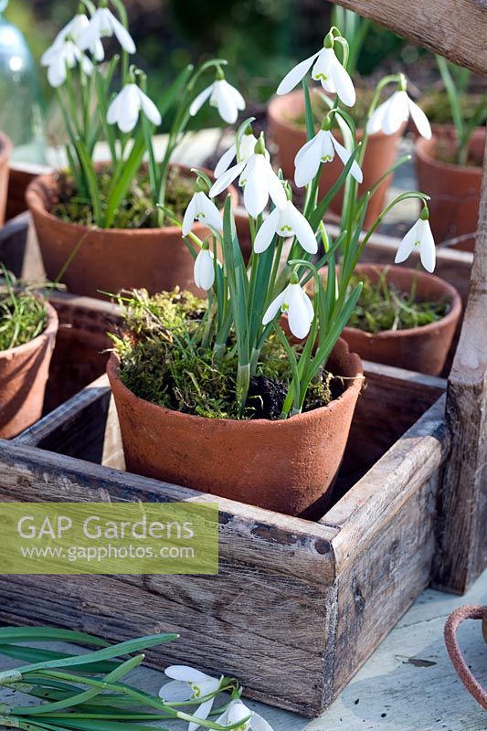 Galanthus nivalis - Snowdrops displayed in small terracotta pots 