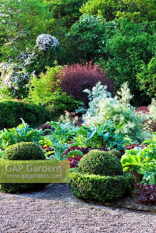 Clipped Buxus - Box 'eggcups' with Cynara cardunculus 'Florist Cardy', Heuchera 'Palace Purple' and Eleagnus angustifolia behind. View from Charles Garden to the Fruit Cage borders. Veddw House Garden, Monmouthshire, Wales. May