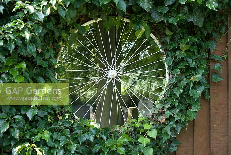 Feature made of painted bicycle wheel 'window' embedded in Hedera - Ivy covered wooden fence at 'Trevinia', Stubbins, Lancashire NGS 
 