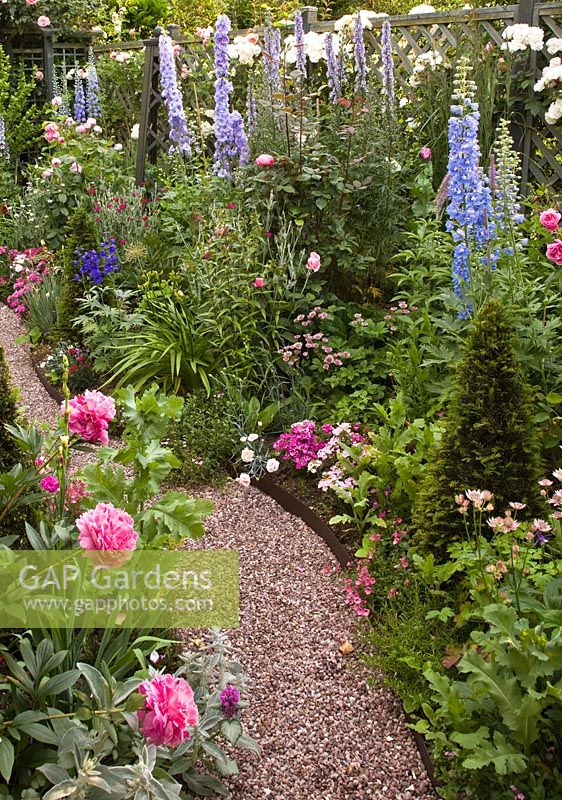 Gravel path, borders of Delphiniums, Rosa 'Prosperity' and Peony in pretty secluded suburban garden - High Trees, Longton, Stoke-on-Trent, Staffordshire, NGS