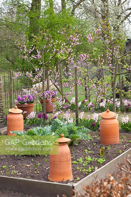 Spring potager with Rheum - Rhubarb forcers, Cynara and Prunus persica - Peach tree in blossom