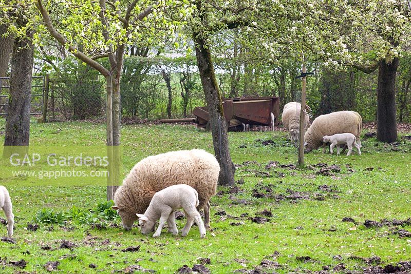 Orchard with grazing sheep