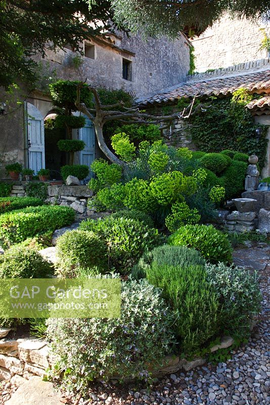Clipped shrubs and Euphorbia in gravel courtyard - La Louve Garden, Provence, France
