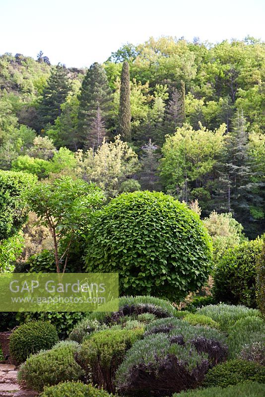 Sloping garden full of clipped shrubs - La Louve Garden, Provence, France