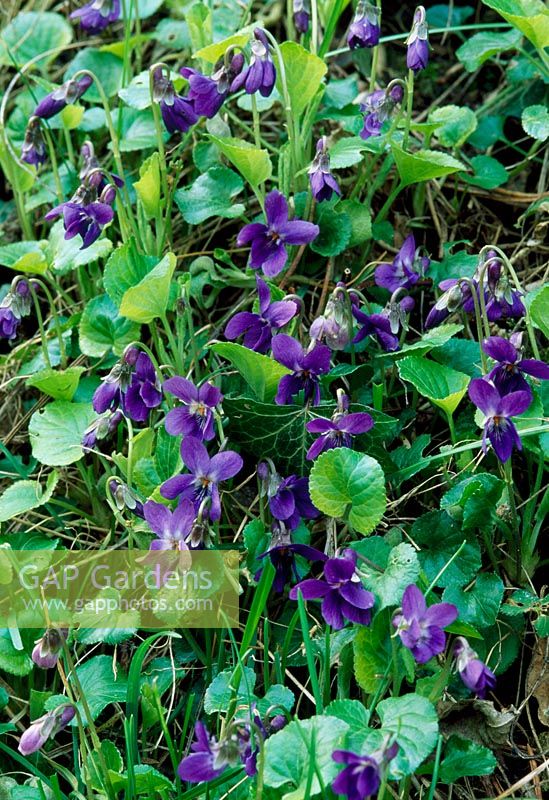 Viola odorata - Violets