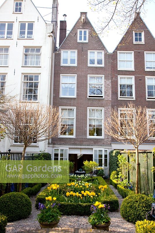 Urban formal garden in Spring with clipped Buxus - Box parterre planted with Tulipa 'Yellow Purissima', Tulipa 'Jan Siemerink', Tulipa 'Ivory Floradale' - Amsterdam, Netherlands
 