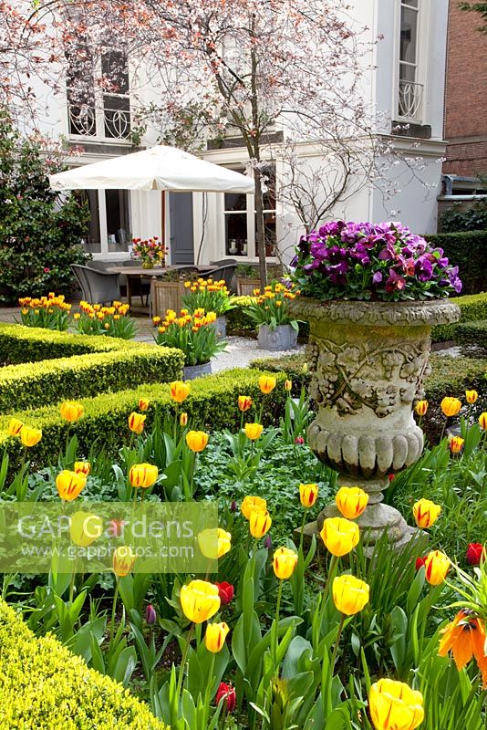 Formal garden with beds of Tulipa 'Washington' and Tulipa 'Juliette' edged with clipped box