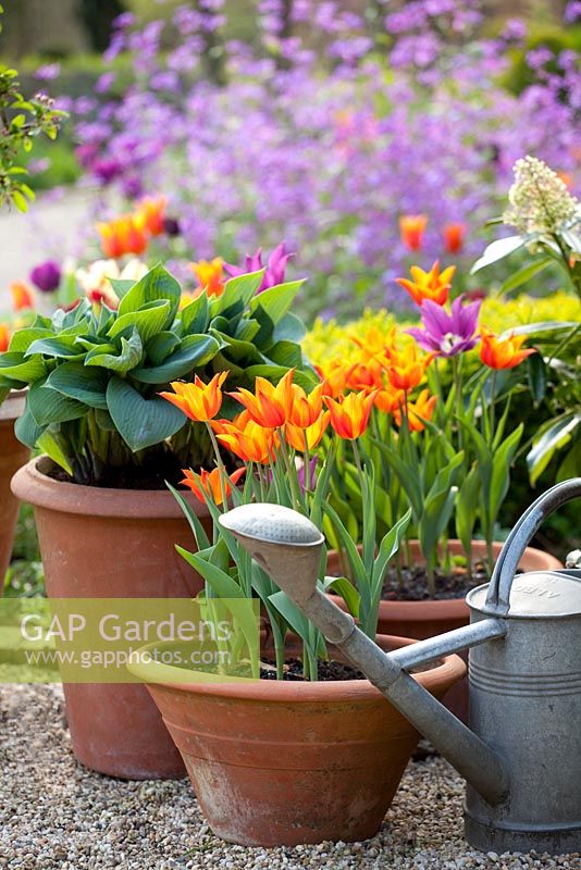 Hosta 'Hadspen Blue' and Tulipa 'Ballerina' in terracotta pots