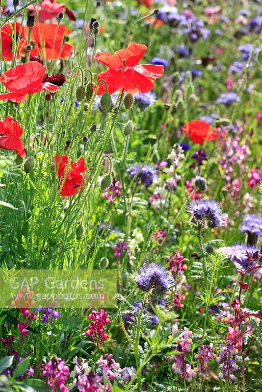 Naturalised border sown with annual meadow flowers including papaver and Phacelia tanacetifolia in late September at RHS Harlow Carr