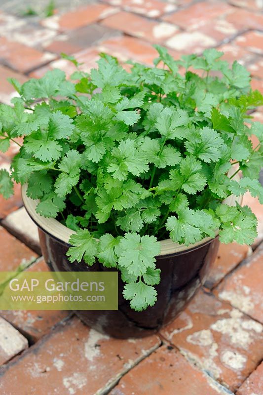 Pot grown coriander on a reclaimed red brick pathway, August