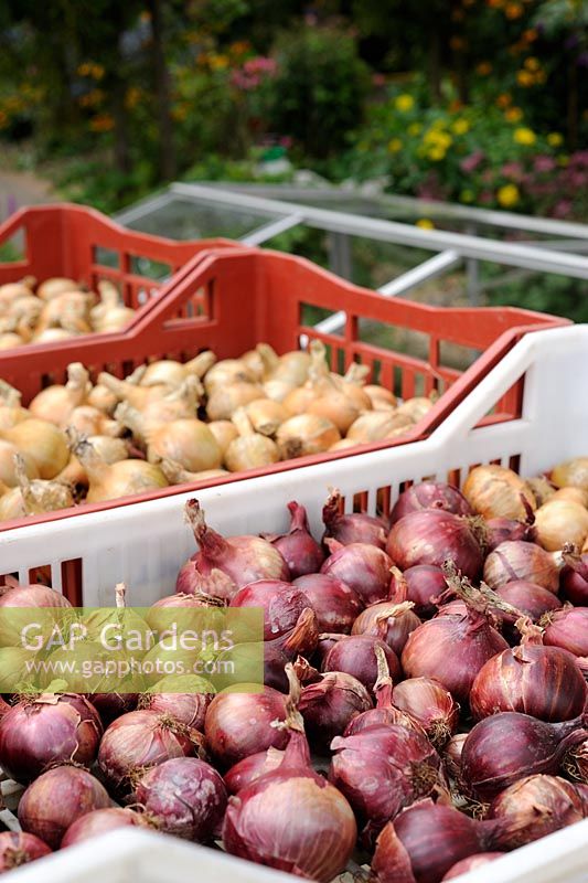 Maincrop onions drying off in plastic trays, September