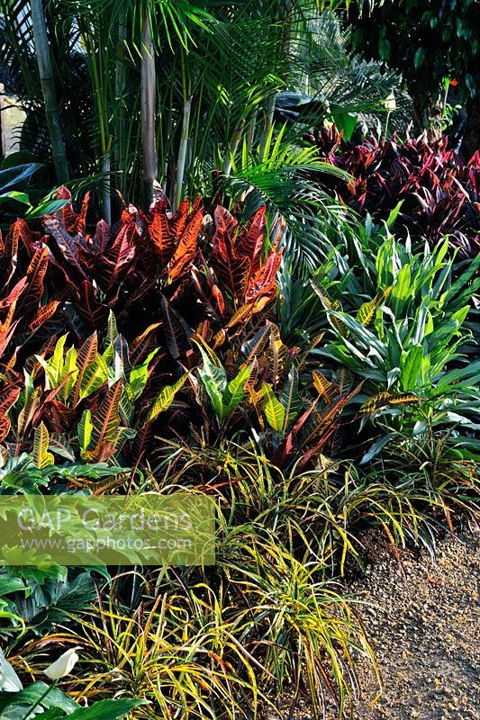 Mixed Codiaeum in tropical border - RHS Chelsea Flower Show 2010