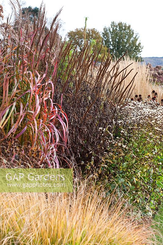 Border of grasses and seedheads of perennials including Miscanthus sinensis, Veronicastrum, Calamagrostis, Echinacea and Aster, designed by Piet Oudolf - Trentham Gardens, Staffordshire, October 