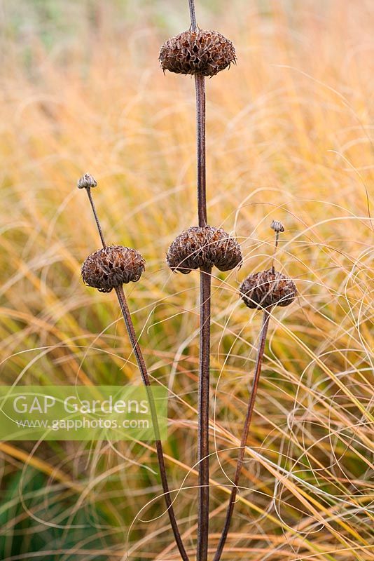 Seedheads of Phlomis with Carex testacea at Trentham Gardens, Staffordshire,  October