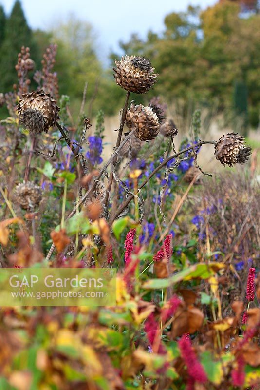 Cynara cardunculus seedheads in the Italian Garden - Trentham Gardens, Staffordshire, October