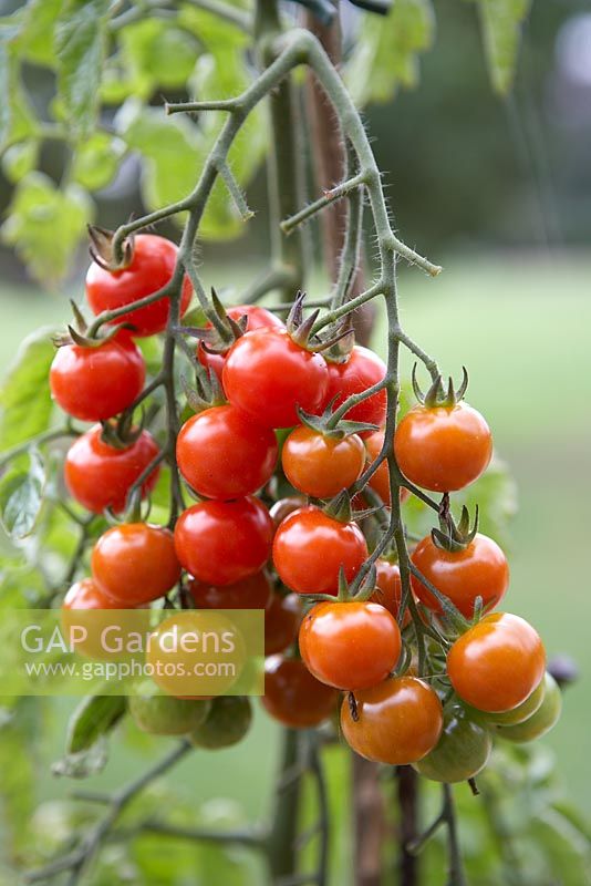 Lycopersicum - Tomato 'Suncherry'