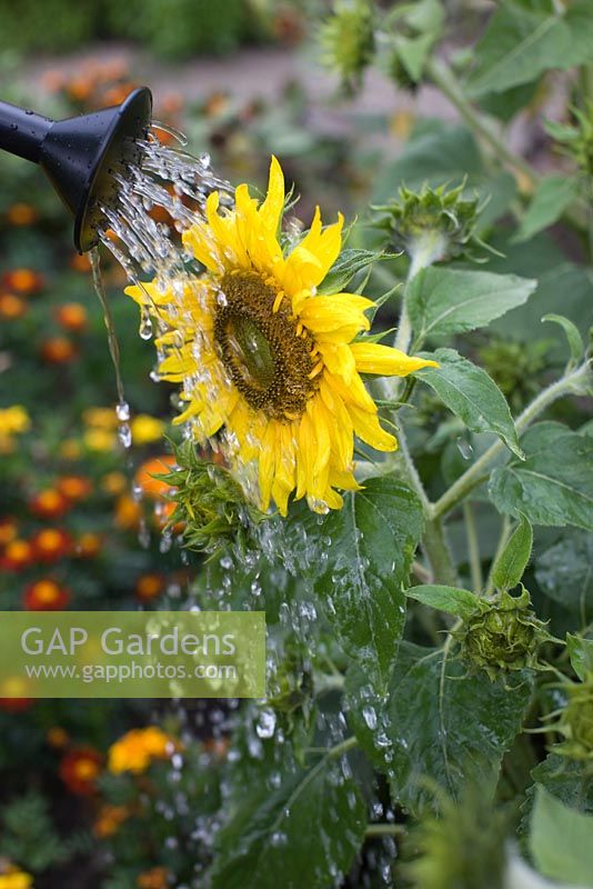 Helianthus 'Topolino' -  Sunflower