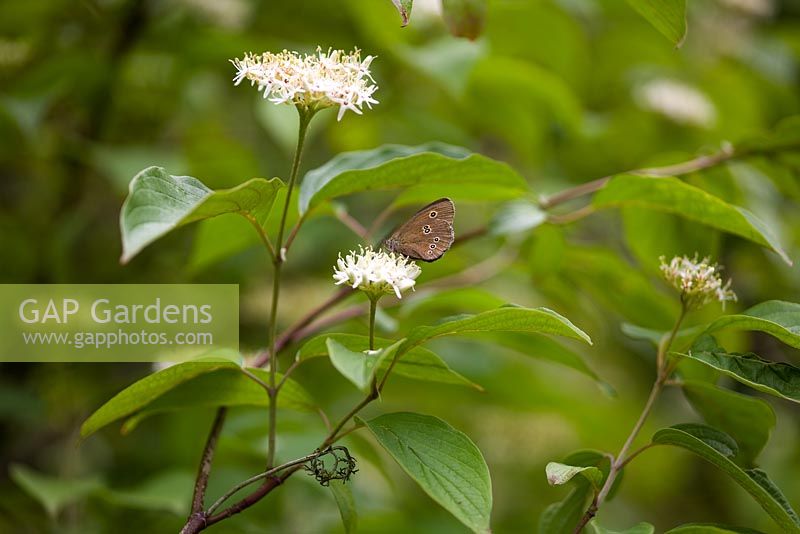 Flowers of Cornus amomum  with Ringlet Butterfly in July