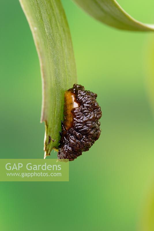 Liliocereus lilii - Lily beetle larva