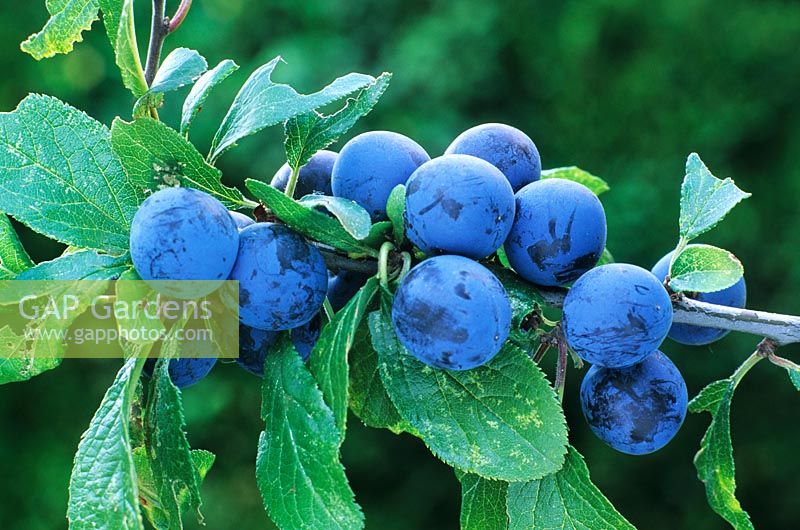 Prunus spinosa - Blackthorn, Sloe berries
