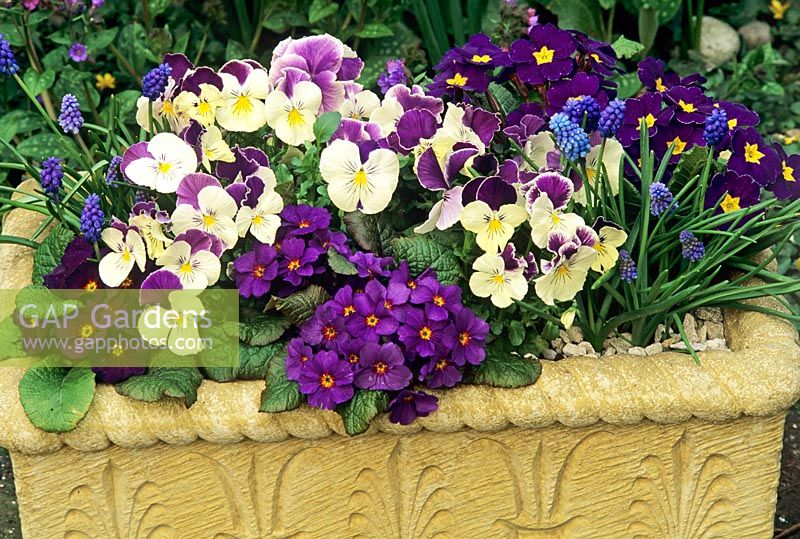 Spring planting in a buff coloured stone trough. Viola - Pansy 'Royal Delft' with Primula 'Wanda Hybrid' - Primroses and  Muscari armeniacum - Grape Hyacinths