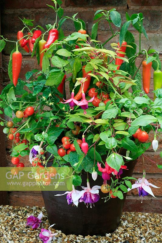 Tomato 'Minibel' with Capsicum - Pepper 'Hungarian Hot Wax', new Fuchsia 'Quasar Giant' and a variegated Fuchsia in a brown glazed pot