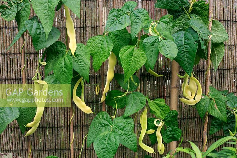 Climbing French bean 'Goldfield' growing up single canes