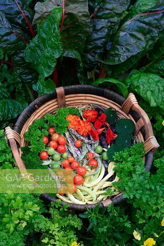 Vegetable, flower and herb harvest in a round willow basket. Tagetes - French marigolds with Tropaeolum - Nasturtium 'Cobra', Shrimp Bean, 'Aneloni Gialto', 'Violet Podded' Bean and Climbing form of Italian firetongue bean 'Borlotto' , Parsley and Tomato 'Tumbler'