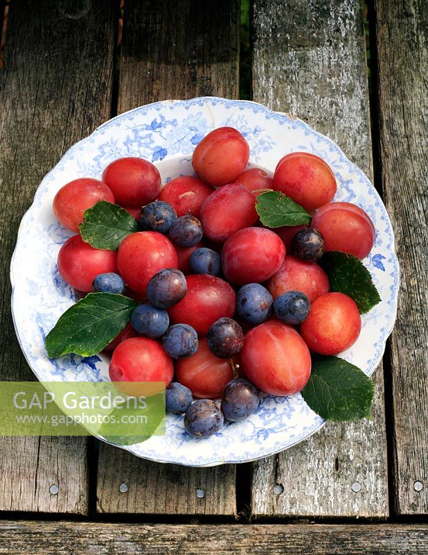 'Victoria' plums and Damsons displayed on a plate