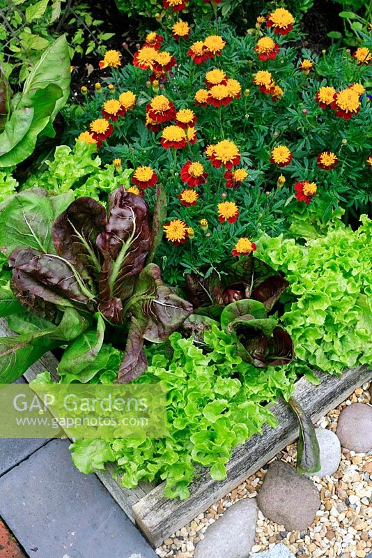 Tagetes - French Marigold 'Solan' being used as a companion plant to salad vegetables to attract beneficial insects and pollinators